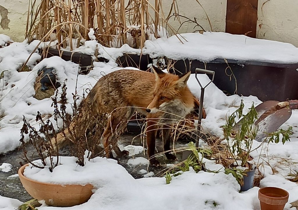 Fuchs