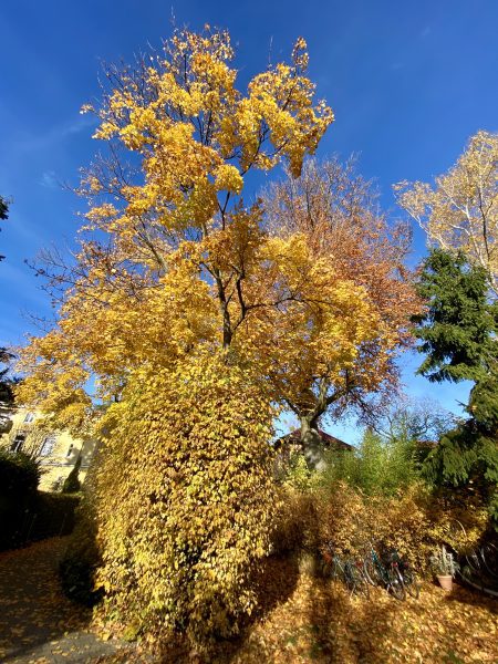 Der Herbst hat mit seinen Farben Einzug gehalten.